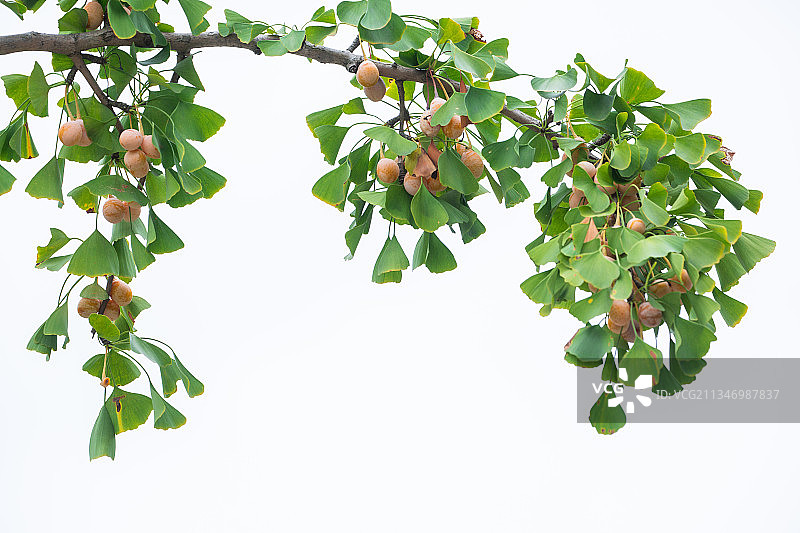 银杏秋天成熟果实树图片素材