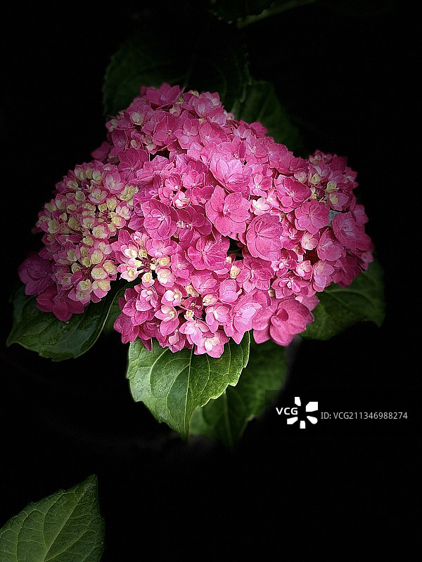 绣球花图片素材