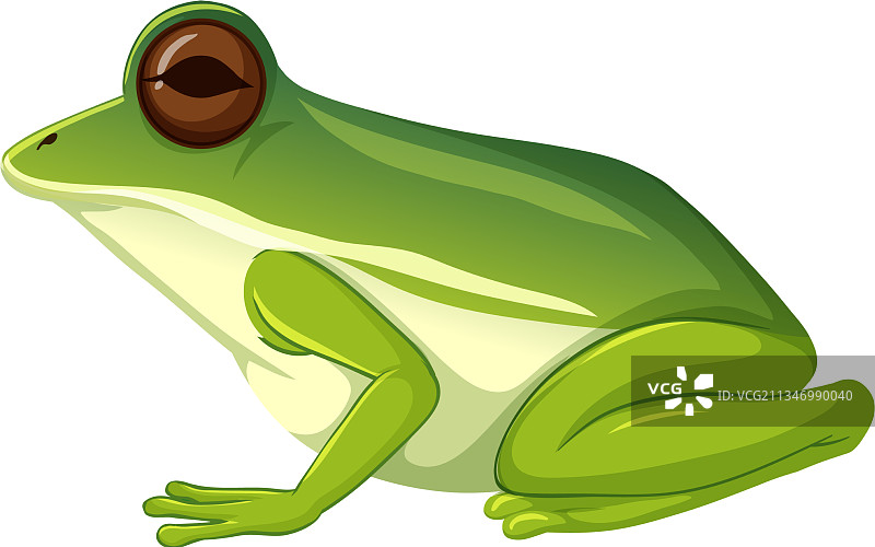 白色背景上的绿色青蛙图片素材