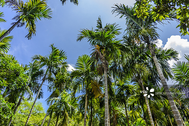 中国海南省三亚市热带天堂森林公园图片素材