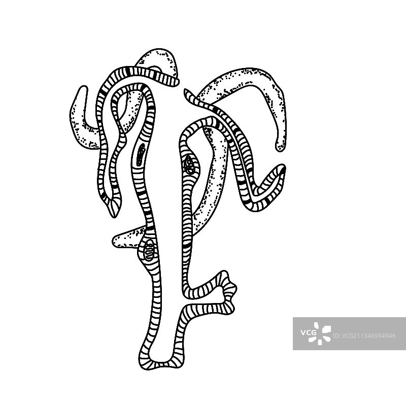 九头蛇结构图轮廓示意图片素材