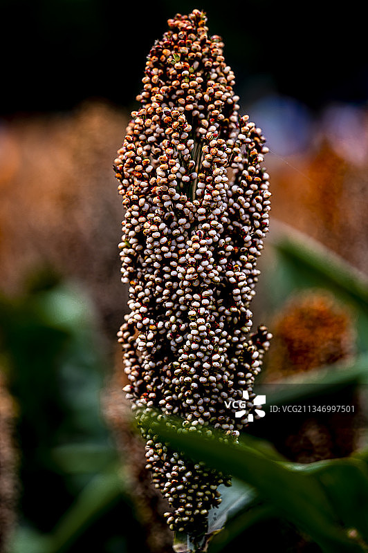 高粱穗图片素材