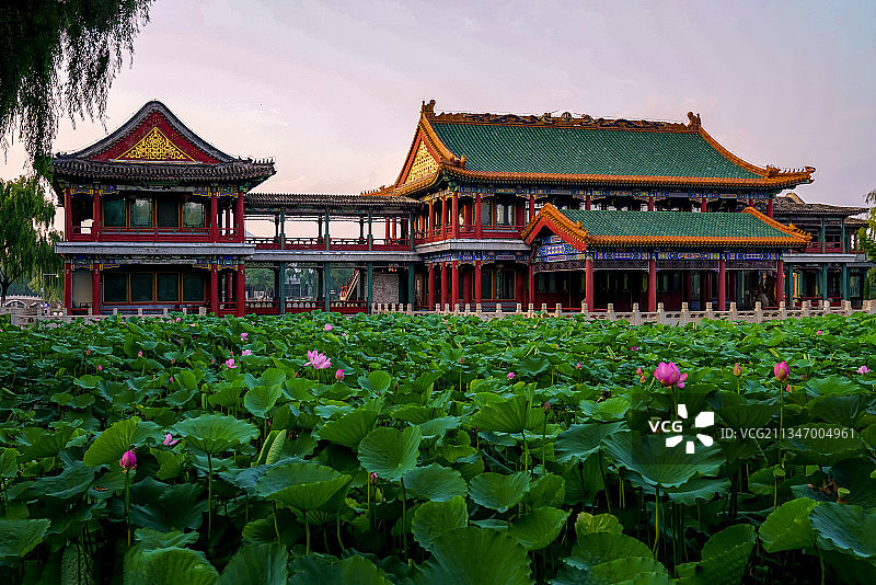 北京龙潭湖公园荷花图片素材