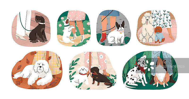 依偎在女主人腿边的可爱小狗集合图片素材