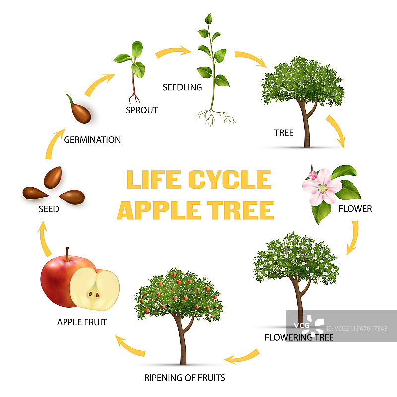苹果生命周期信息图图片素材
