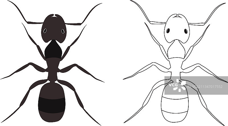 蚂蚁或蚁科动物图片素材