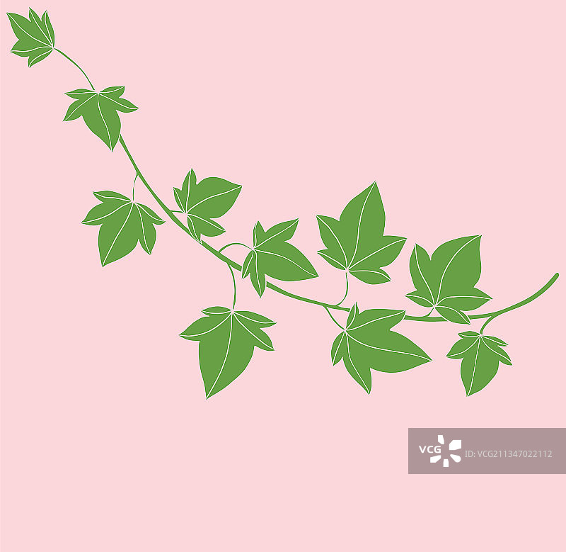 简约常春藤手绘扁平风设计图片素材