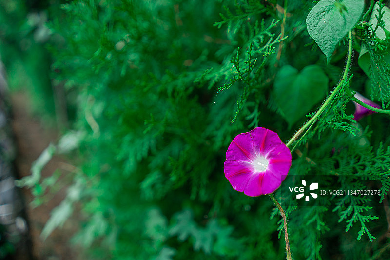 野外的喇叭花图片素材