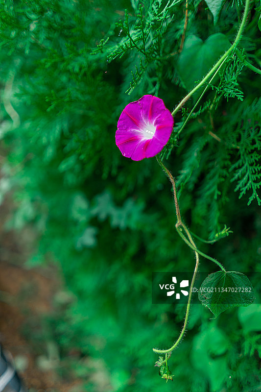 野外的喇叭花图片素材