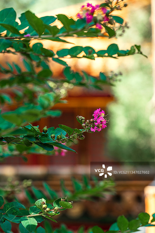秋天阳光下北京故宫御花园图片素材
