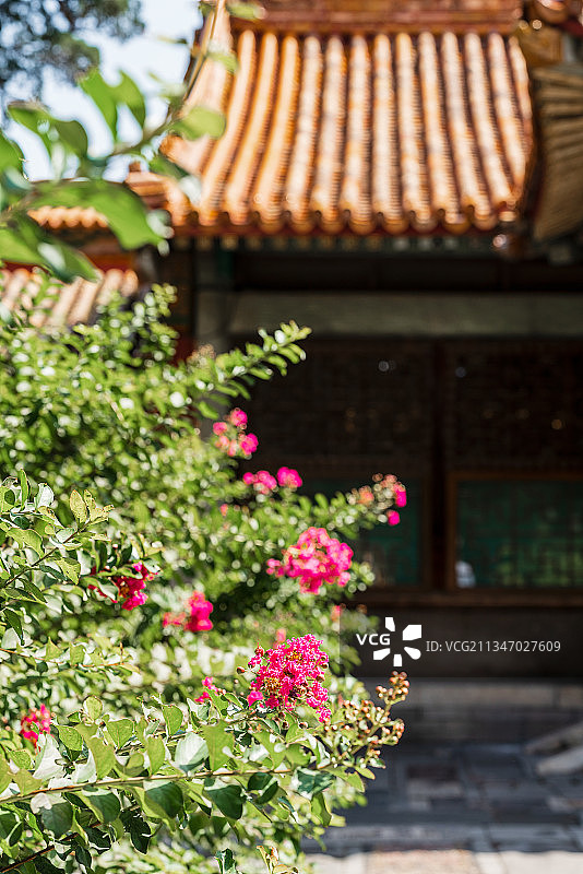 秋天阳光下北京故宫御花园图片素材