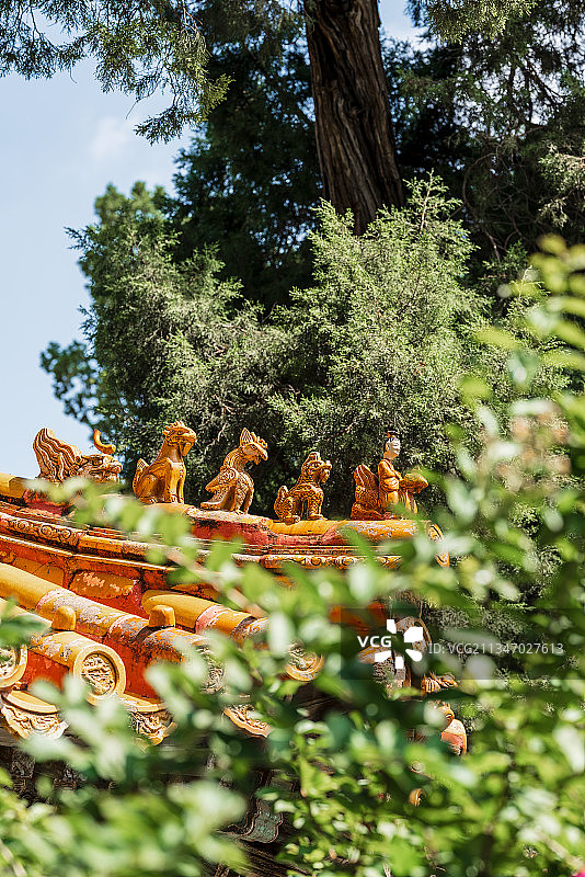 秋天阳光下北京故宫御花园图片素材
