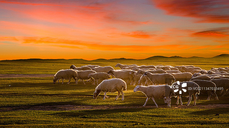 内蒙古.乌兰布统.坝上.秋色图片素材