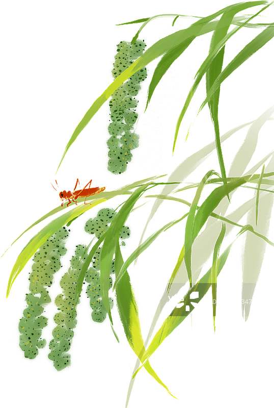 秋天北方粮食作物谷子小米丰收元素图片素材