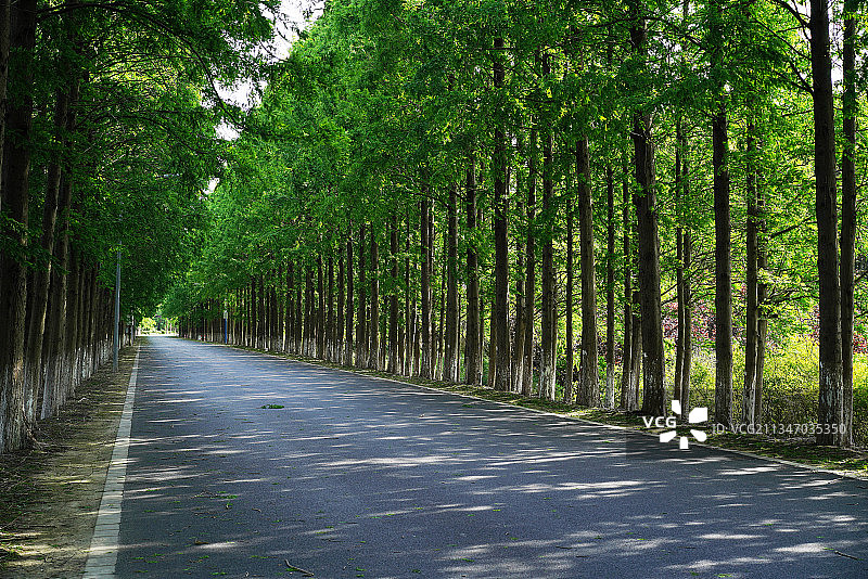 横沙岛的美丽风光图片素材
