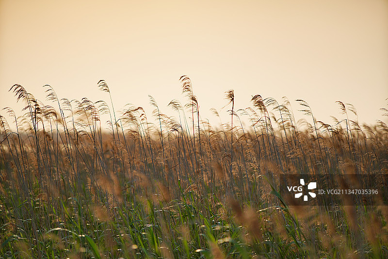 横沙岛的美丽风光图片素材