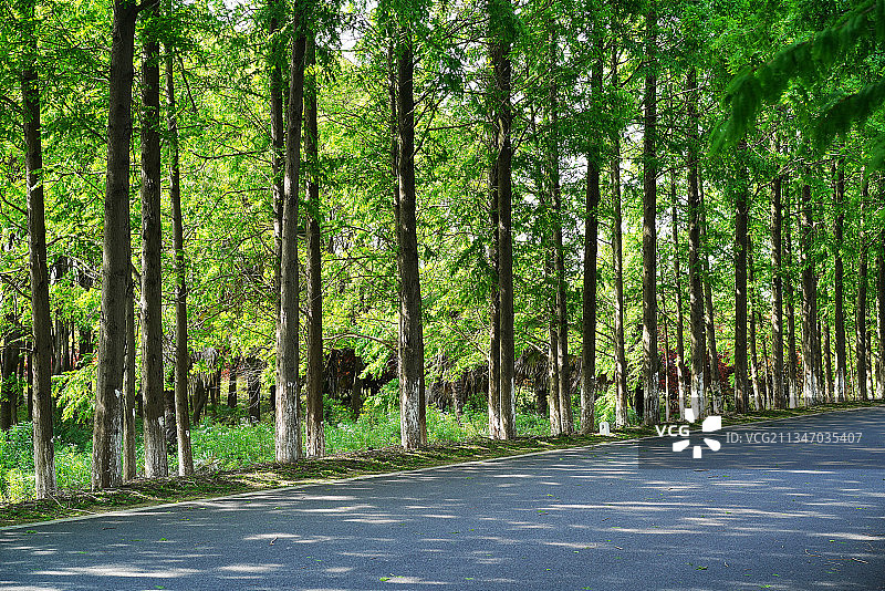 横沙岛的美丽风光图片素材