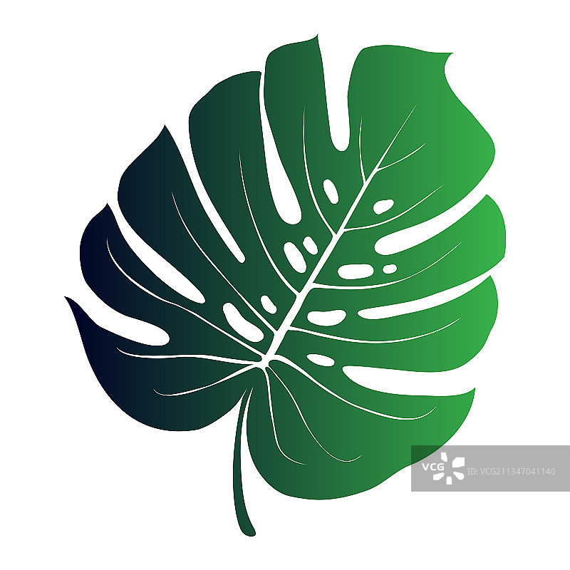 热带森林中的龟背竹叶图片素材