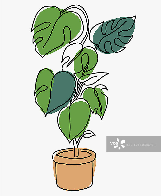 简约的蓬莱蕉植物图片素材