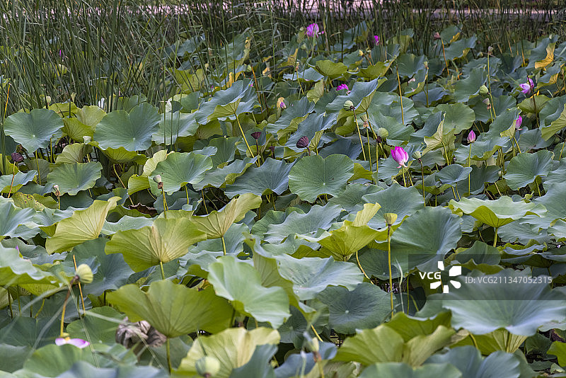 20210829中国 河北省 石家庄市 深泽县 滨河公园图片素材