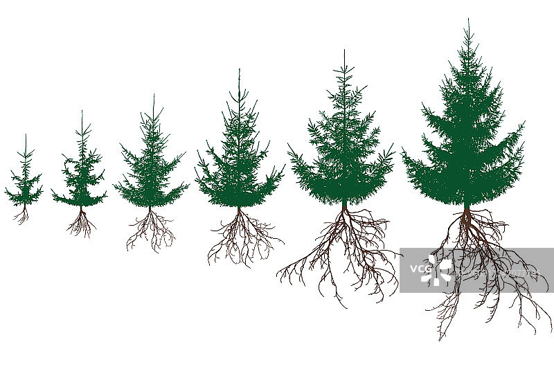 具有根部生命过程的绿色冷杉树云杉图片素材