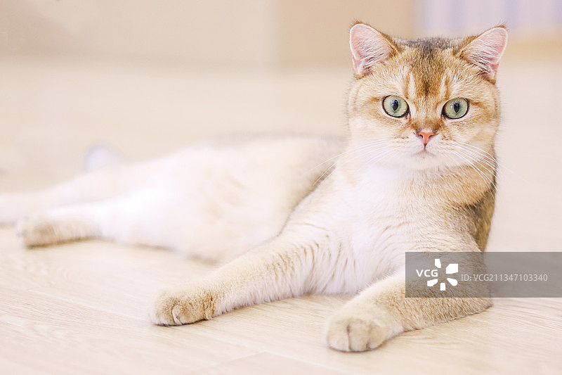 英短金渐层图片素材