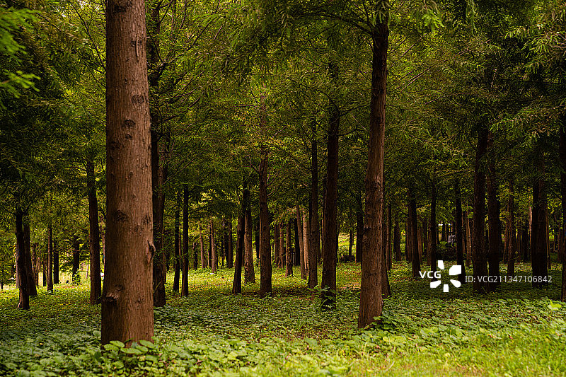 南京明孝陵图片素材