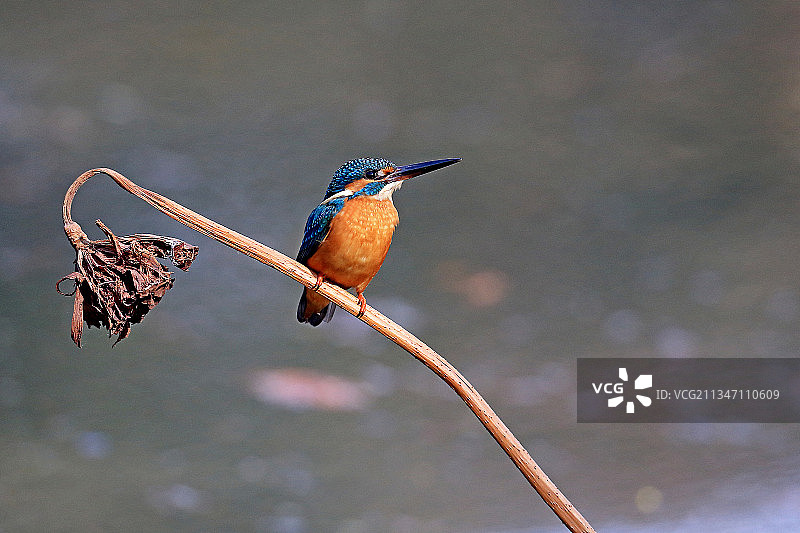 气定神闲的翠鸟图片素材