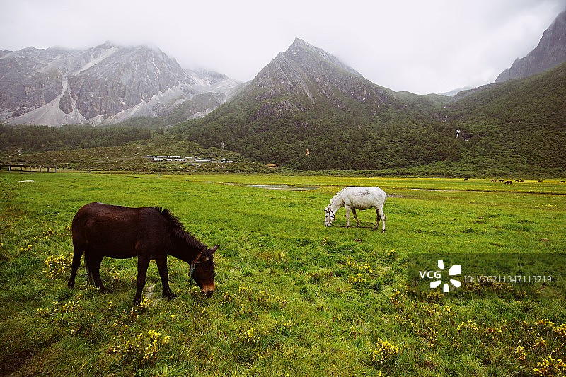 亚丁上的高山草甸图片素材