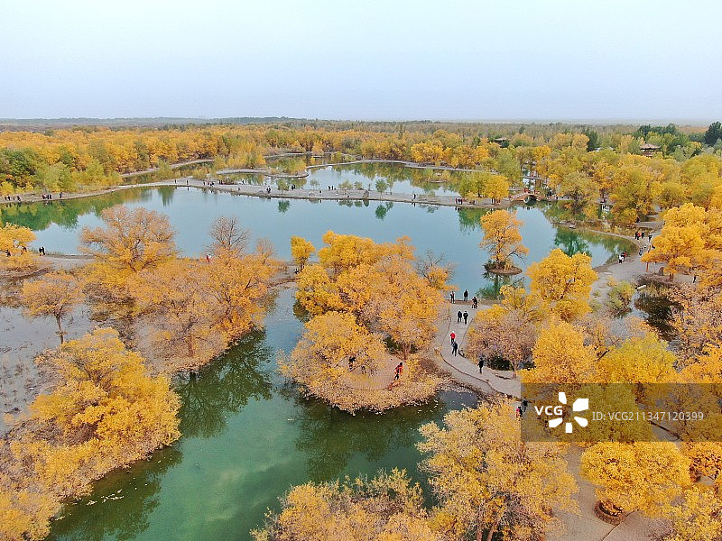 金塔县胡杨林旅途美景集图片素材