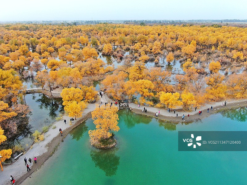 金塔县胡杨林旅途美景集图片素材