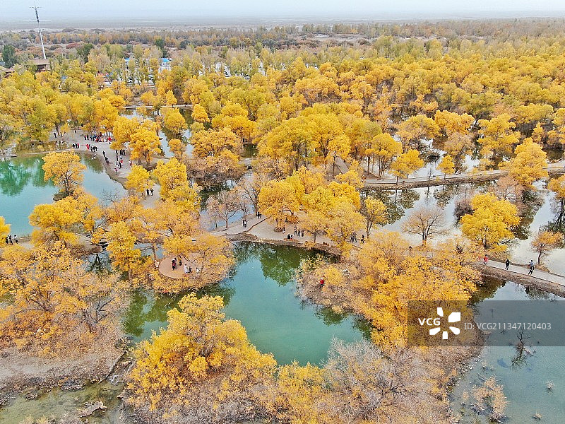 金塔县胡杨林旅途美景集图片素材