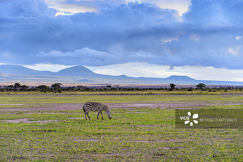 非洲肯尼亚安博塞利的野生斑马图片素材