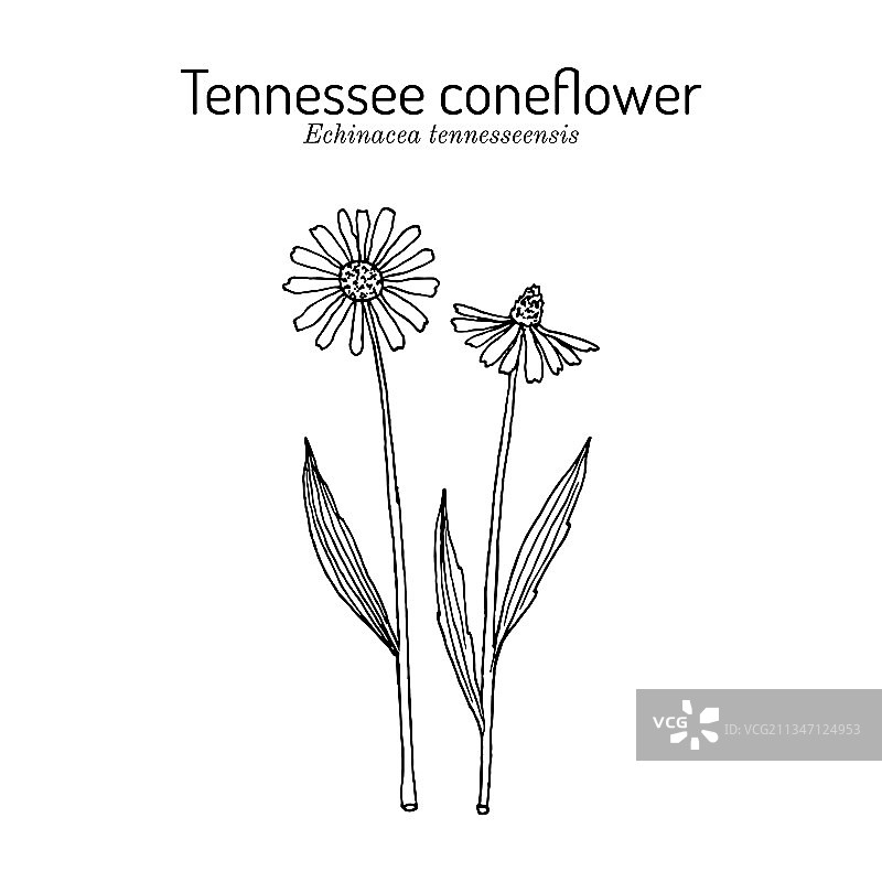 田纳西州紫锥菊图片素材
