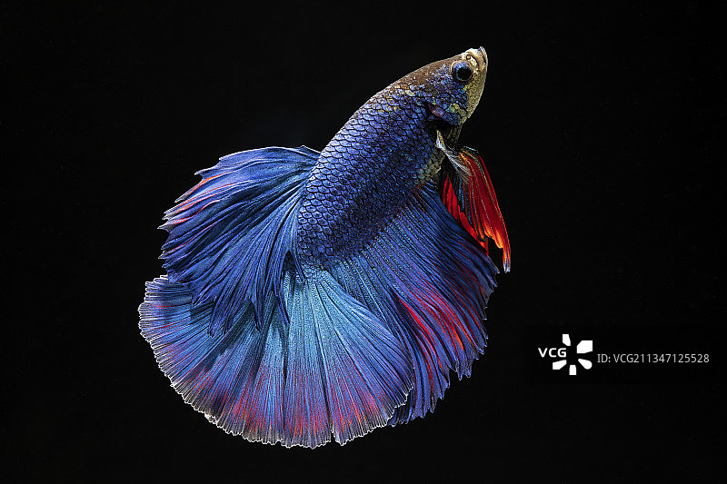 黑色背景下的暹罗斗鱼图片素材