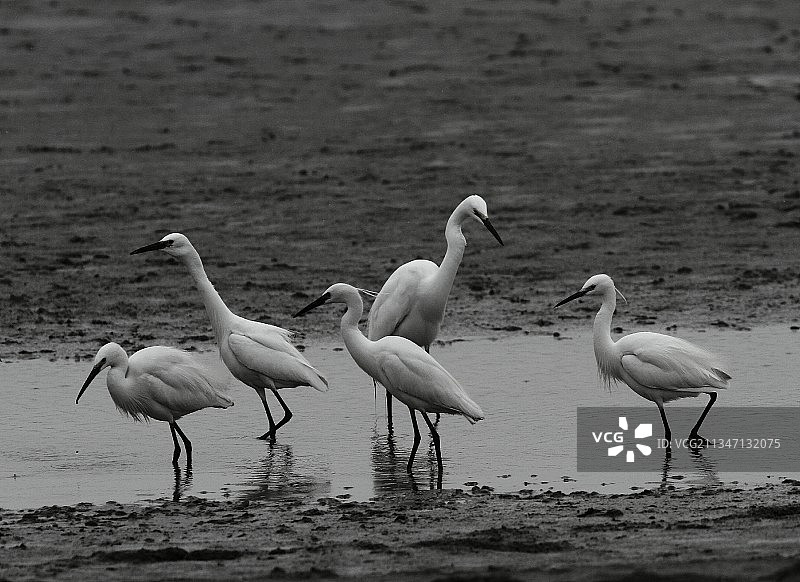 觅食的白鹭图片素材