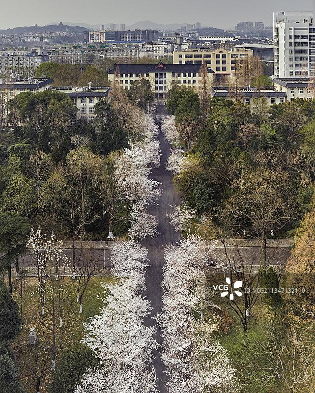 南京林业大学 樱花图片素材