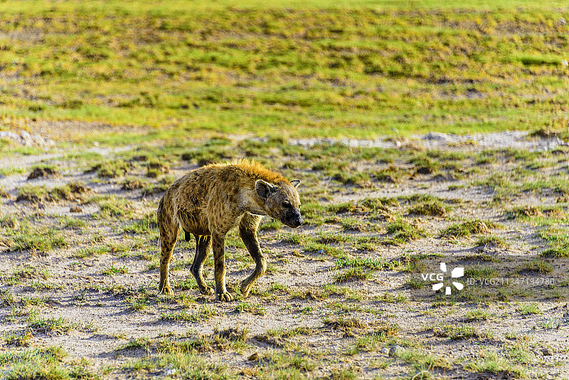 非洲肯尼亚安博塞利的野生鬣狗图片素材