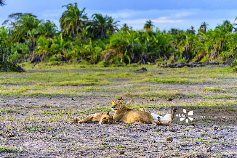 非洲肯尼亚安博塞利国家公园的野生狮子图片素材