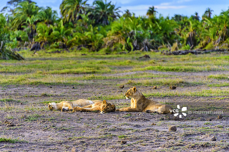 非洲肯尼亚安博塞利国家公园的野生狮子图片素材
