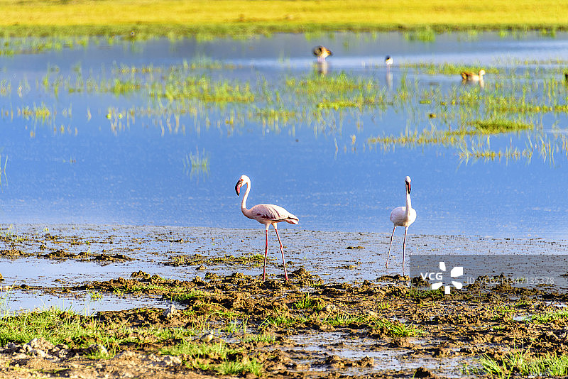 非洲肯尼亚安博塞利国家公园的野生火烈鸟图片素材