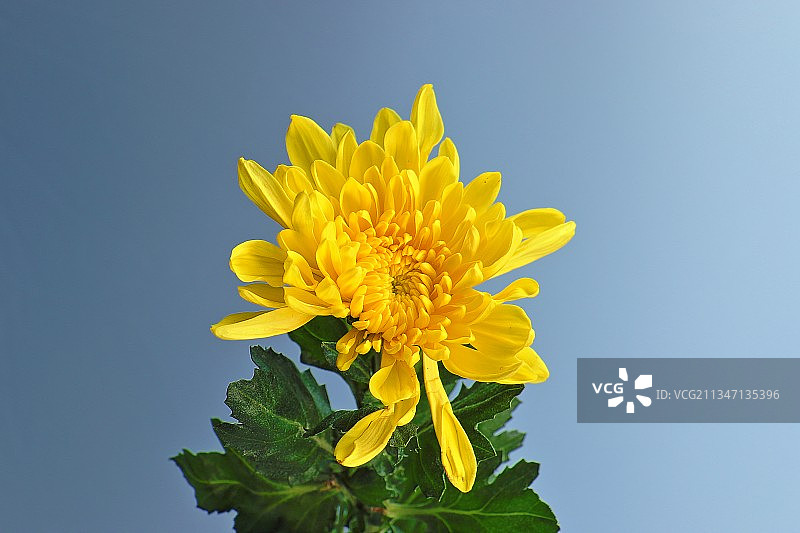 菊花黄图片素材