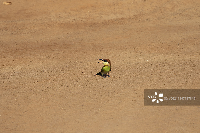 黄喉蜂虎图片素材