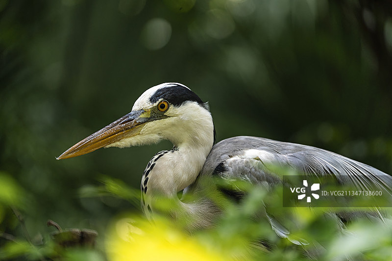 潜伏-苍鹭图片素材