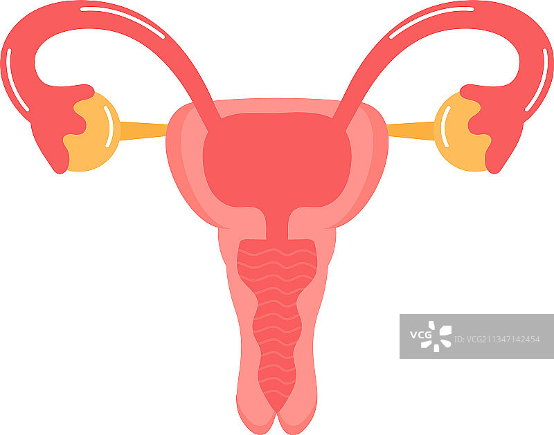 女性子宫内部器官图标图片素材