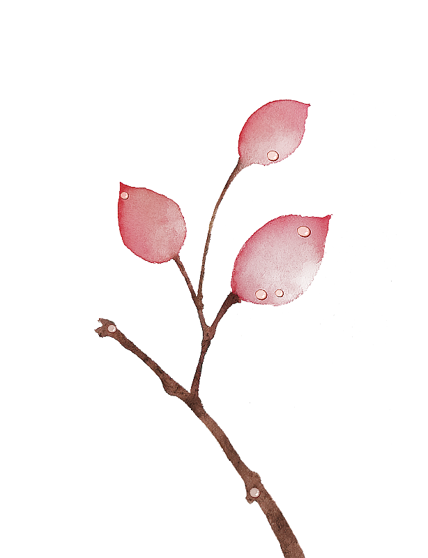 秋季露珠红叶素材图片素材