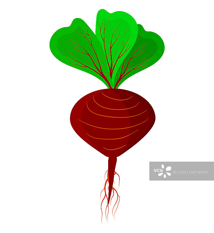 白色背景上的甜菜根图片素材