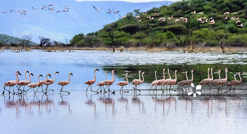非洲肯尼亚博格里亚湖的火烈鸟群图片素材
