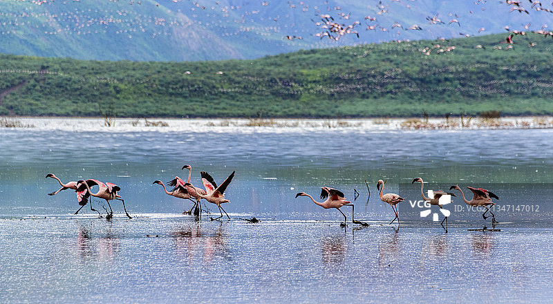 非洲肯尼亚博格里亚湖的火烈鸟群图片素材