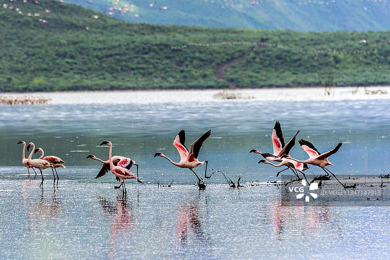 非洲肯尼亚博格里亚湖的火烈鸟群图片素材